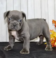 Eric Male AKC French Bulldog, a male French Bulldog for sale in North Canton, OH – 5 of 5