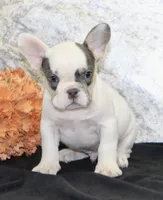 Barlow Male AKC French Bulldog, a male French Bulldog for sale in North Canton, OH – 4 of 6