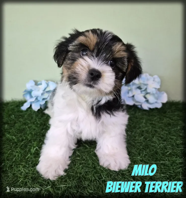 Milo – Yorkshire Terrier puppy for sale in North Canton, OH