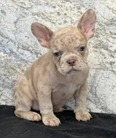 Ava Female AKC French Bulldog, a female French Bulldog for sale in North Canton, OH – 7 of 8