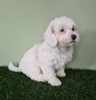 Mercedes, a female Poodle - Miniature  for sale in North Canton, OH – 7 of 10