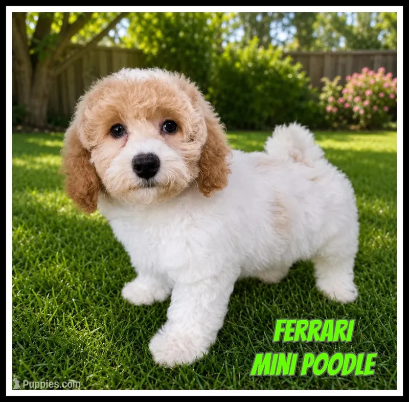 Ferrari Male Mini Poodle – Poodle - Miniature  puppy for sale in North Canton, OH