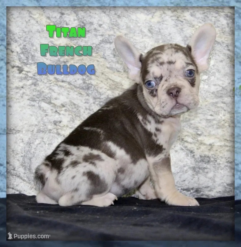 Titan Male AKC French Bulldog – French Bulldog puppy for sale in North Canton, OH
