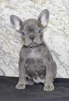 Fern Female AKC French Bulldog, a female French Bulldog for sale in North Canton, OH – 3 of 5