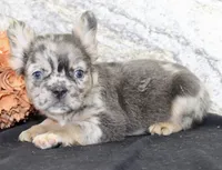 Janet Female AKC Fluffy French Bulldog, a female French Bulldog for sale in North Canton, OH – 9 of 10