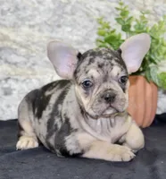 Reba Female AKC French Bulldog, a female French Bulldog for sale in North Canton, OH – 5 of 5