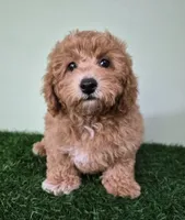 Nova, a female Poodle - Miniature  for sale in North Canton, OH – 2 of 9