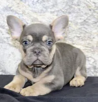 Tucker Male AKC French Bulldog, a male French Bulldog for sale in North Canton, OH – 5 of 6