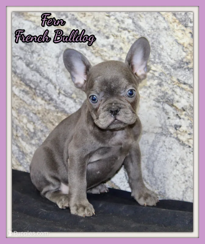 Fern Female AKC French Bulldog – French Bulldog puppy for sale in North Canton, OH