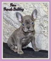 Fern Female AKC French Bulldog, a female French Bulldog for sale in North Canton, OH – 1 of 5