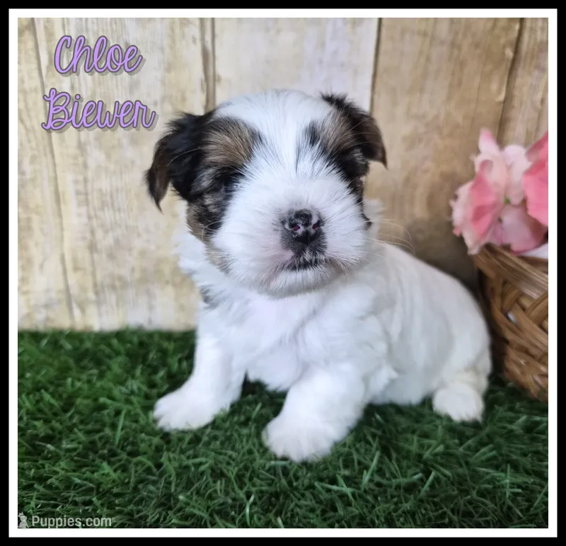 Chloe – Biewer puppy for sale in North Canton, OH