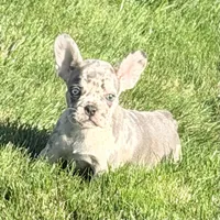 Birdie Female AKC French Bulldog, a female French Bulldog for sale in North Canton, OH – 7 of 10