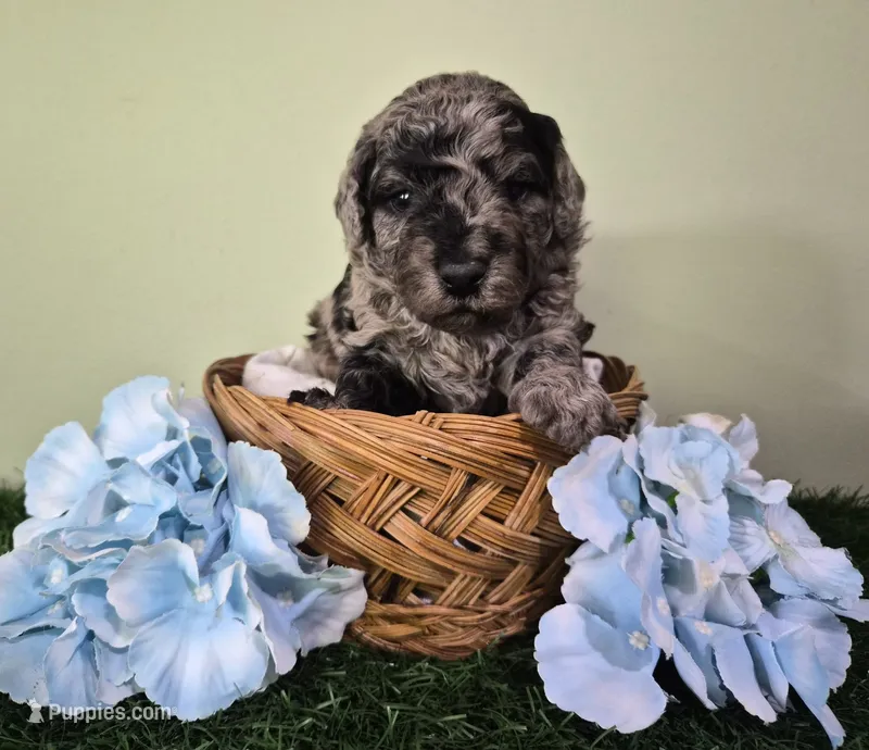 Chevy – Poodle - Miniature  puppy for sale in North Canton, OH