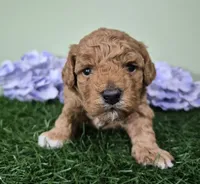 Nova, a female Poodle - Miniature  for sale in North Canton, OH – 2 of 5