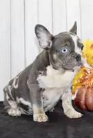 Michelle Female AKC French Bulldog, a female French Bulldog for sale in North Canton, OH – 2 of 10