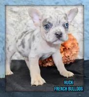 Huck Male AKC French Bulldog, a male French Bulldog for sale in North Canton, OH – 1 of 10