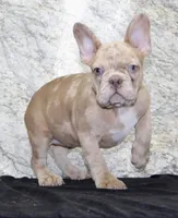 Ziva Female AKC French Bulldog, a female French Bulldog for sale in North Canton, OH – 5 of 5