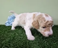 Ferrari, a male Poodle - Miniature  for sale in North Canton, OH – 6 of 6