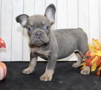 Gina Female AKC French Bulldog, a female French Bulldog for sale in North Canton, OH – 3 of 7