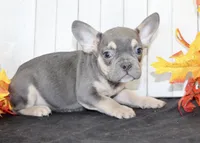 Bobbie Male AKC French Bulldog, a male French Bulldog for sale in North Canton, OH – 2 of 5