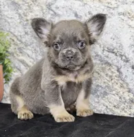 Crystal Female AKC French Bulldog, a female French Bulldog for sale in North Canton, OH – 6 of 6