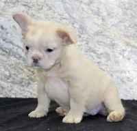 Carla Female AKC French Bulldog, a female French Bulldog for sale in North Canton, OH – 6 of 10