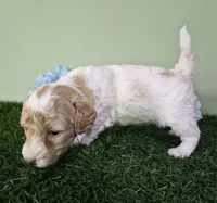 Ferrari, a male Poodle - Miniature  for sale in North Canton, OH – 5 of 6