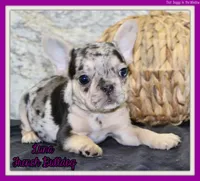 Luna Female AKC French Bulldog, a female French Bulldog for sale in North Canton, OH – 1 of 4