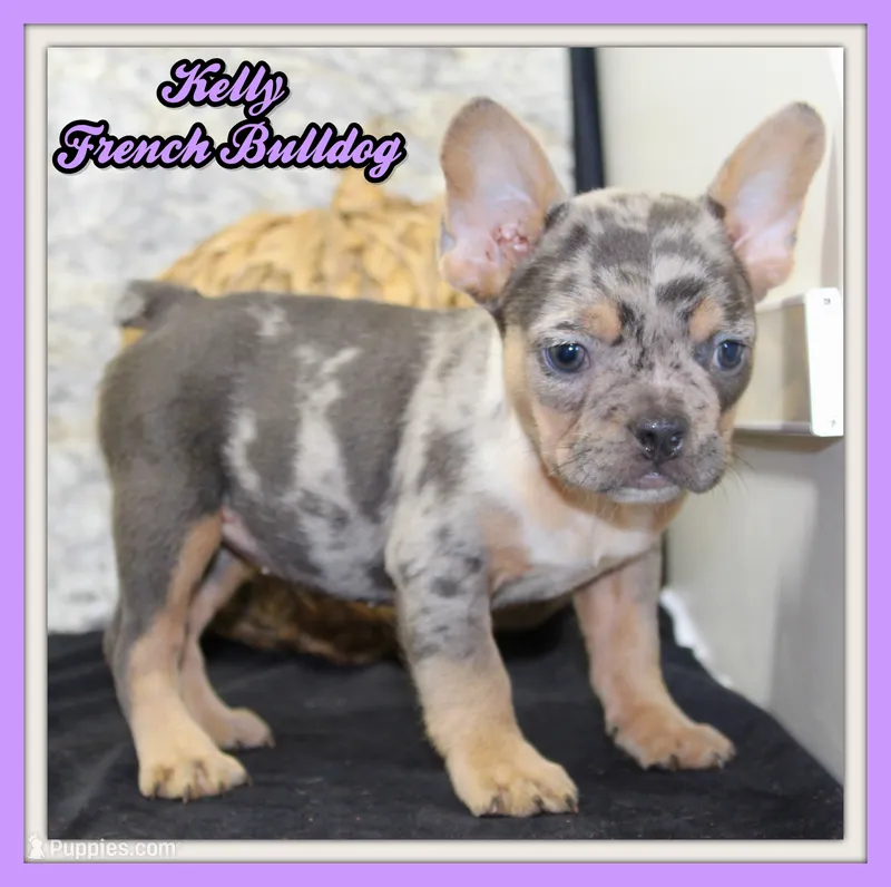 Kelly Female AKC French Bulldog – French Bulldog puppy for sale in North Canton, OH