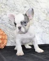 Barlow Male AKC French Bulldog, a male French Bulldog for sale in North Canton, OH – 2 of 6
