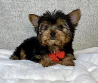 Jay Male Yorkshire Terrier, a male Yorkshire Terrier for sale in North Canton, OH – 4 of 4