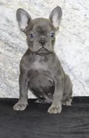 Fern Female AKC French Bulldog, a female French Bulldog for sale in North Canton, OH – 4 of 5