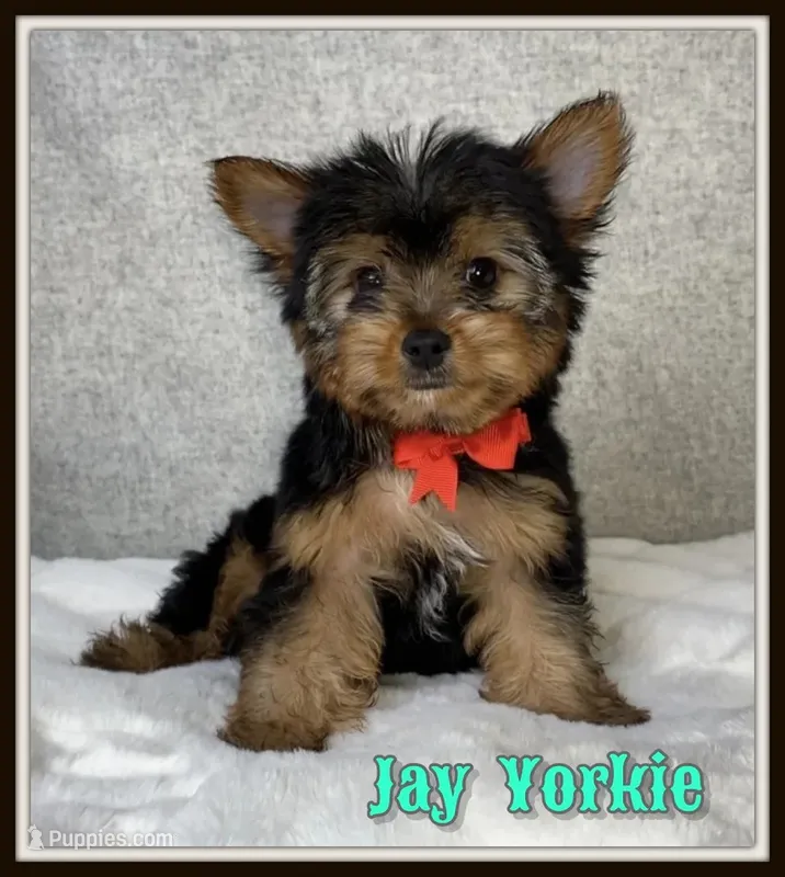 Jay Male Yorkshire Terrier – Yorkshire Terrier puppy for sale in North Canton, OH