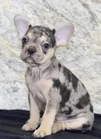 Reba Female AKC French Bulldog, a female French Bulldog for sale in North Canton, OH – 2 of 5