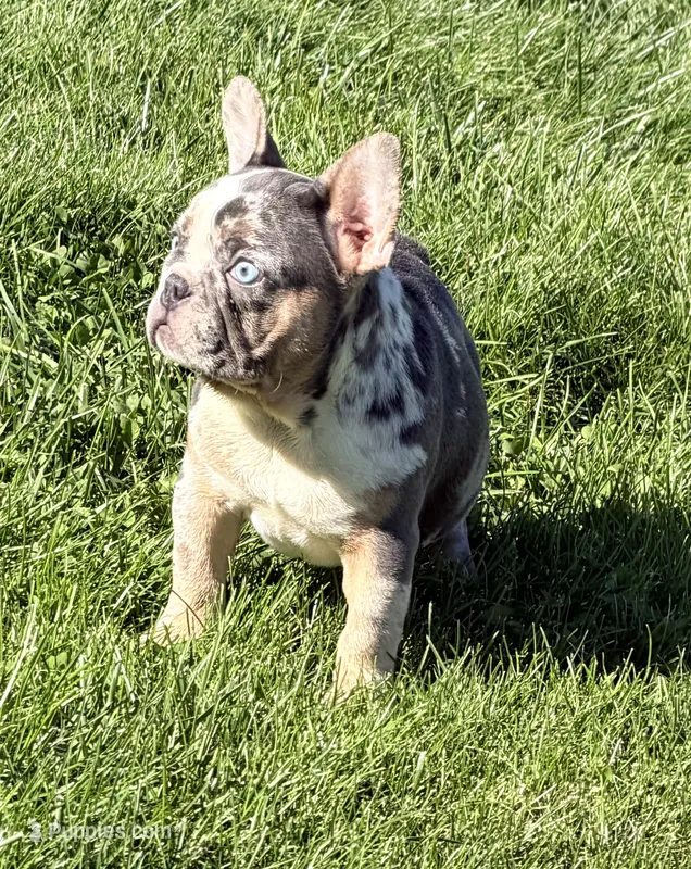 Maggie Female AKC French Bulldog – French Bulldog puppy for sale in North Canton, OH