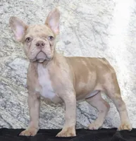 Ziva Female AKC French Bulldog, a female French Bulldog for sale in North Canton, OH – 2 of 5