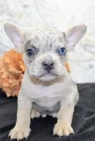 Huck Male AKC French Bulldog, a male French Bulldog for sale in North Canton, OH – 7 of 10