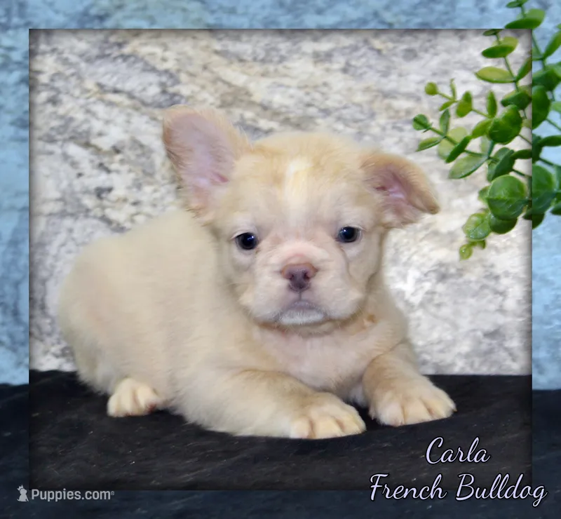 Carla Female AKC French Bulldog – French Bulldog puppy for sale in North Canton, OH