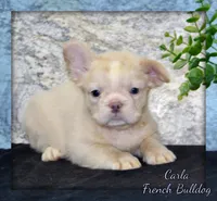 Carla Female AKC French Bulldog, a female French Bulldog for sale in North Canton, OH – 1 of 10