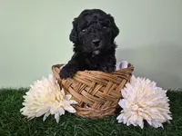 Bentley, a male Poodle - Miniature  for sale in North Canton, OH – 1 of 4