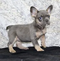 Holly Female AKC French Bulldog, a female French Bulldog for sale in North Canton, OH – 7 of 9