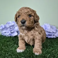 Nova, a female Poodle - Miniature  for sale in North Canton, OH – 3 of 5