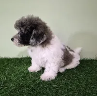 Chevelle, a female Poodle - Miniature  for sale in North Canton, OH – 6 of 10