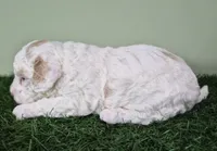 Mercedes, a female Poodle - Miniature  for sale in North Canton, OH – 6 of 6