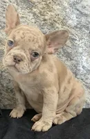 Ava Female AKC French Bulldog, a female French Bulldog for sale in North Canton, OH – 5 of 8