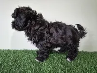 Oreo, a male Shihpoo for sale in North Canton, OH – Photo 3 of 6