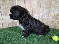 Oreo, a male Shihpoo for sale in North Canton, OH – Photo 6 of 6