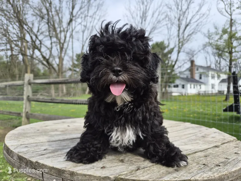 Oreo – Shihpoo puppy for sale in North Canton, OH