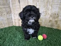 Oreo, a male Shihpoo for sale in North Canton, OH – Photo 4 of 6