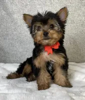 Jay Male Yorkshire Terrier, a male Yorkshire Terrier for sale in North Canton, OH – 2 of 4